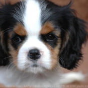 Photo de Cavalier king charles spaniel