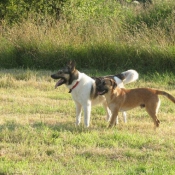 Photo de Berger belge malinois