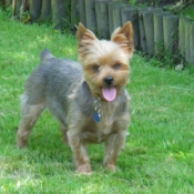 Photo de Yorkshire terrier