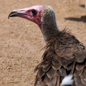 Photo de Vautour charognard