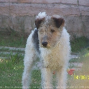 Photo de Fox terrier  poil dur