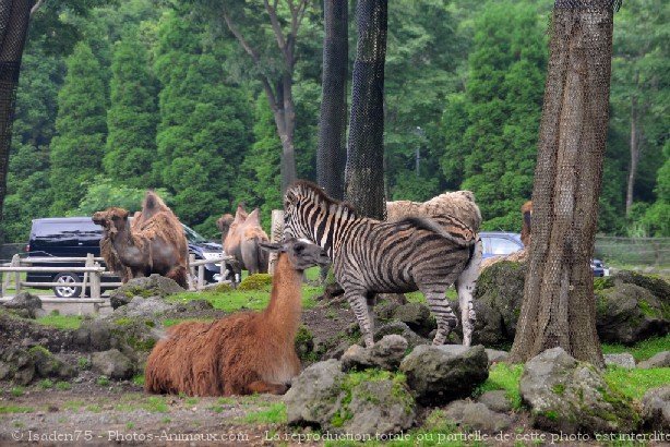 Photo de Races diffrentes