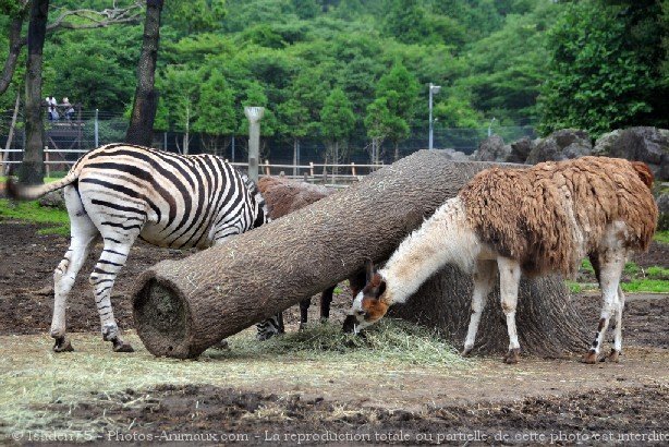 Photo de Races diffrentes