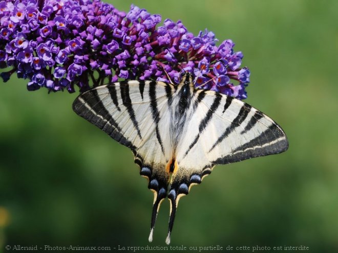 Photo de Papillon - flamb