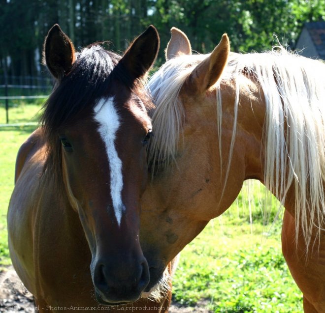 Photo de Races diffrentes