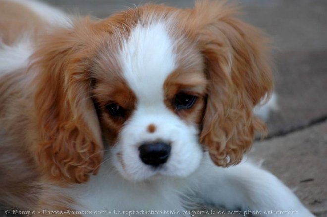 Photo de Cavalier king charles spaniel