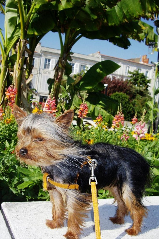 Photo de Yorkshire terrier