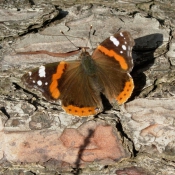 Photo de Papillon