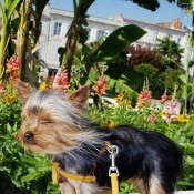 Photo de Yorkshire terrier