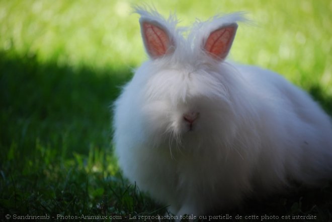 Photo de Lapin