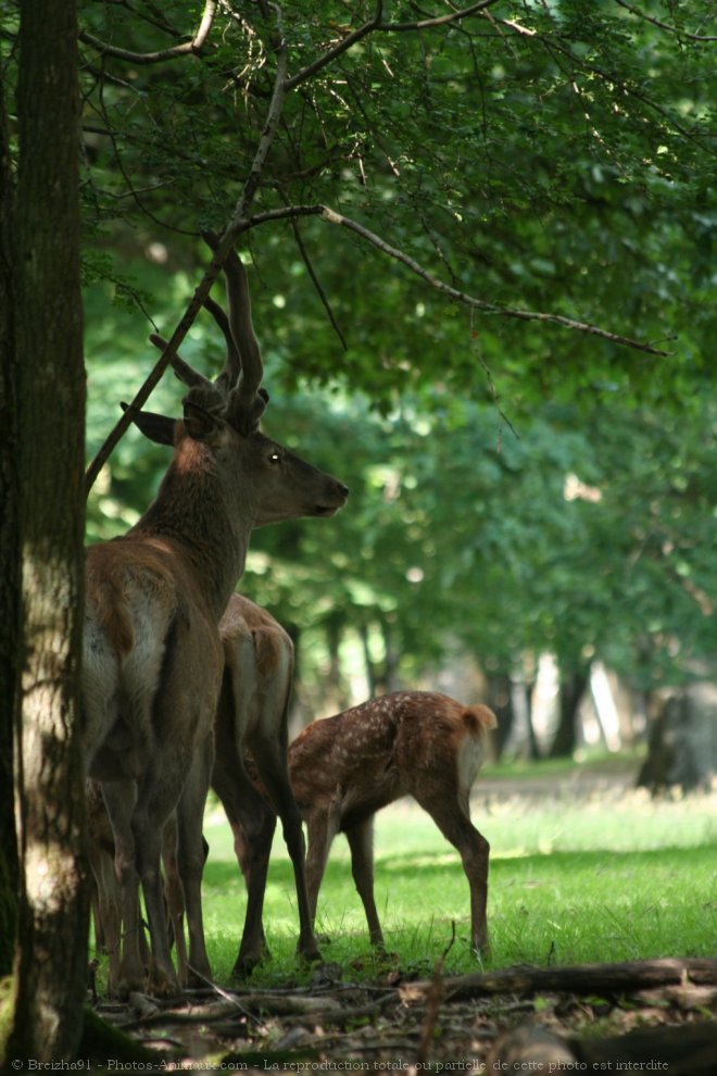 Photo de Cerf