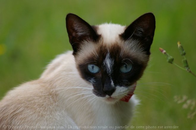 Photo de Chat domestique