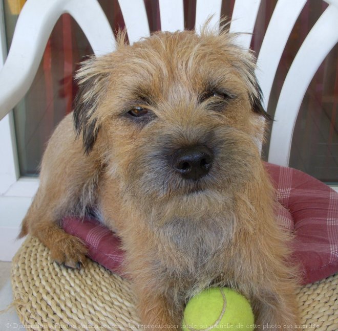 Photo de Border terrier