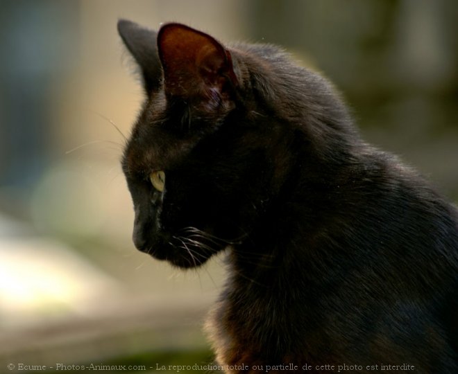 Photo de Chat domestique