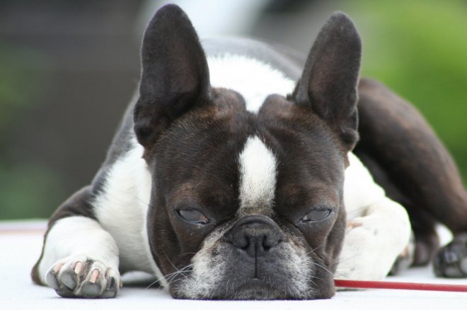 Photo de Boston terrier