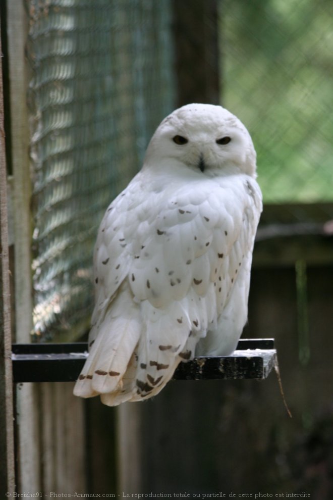 Photo de Harfang des neiges