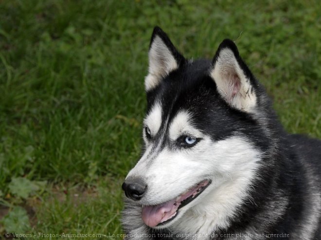 Photo de Husky siberien