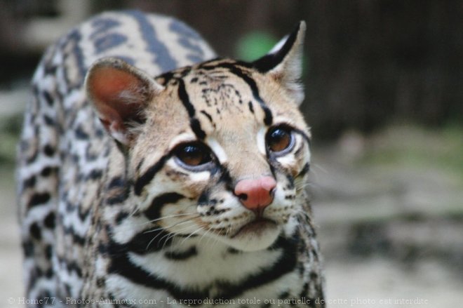 Photo d'Ocelot