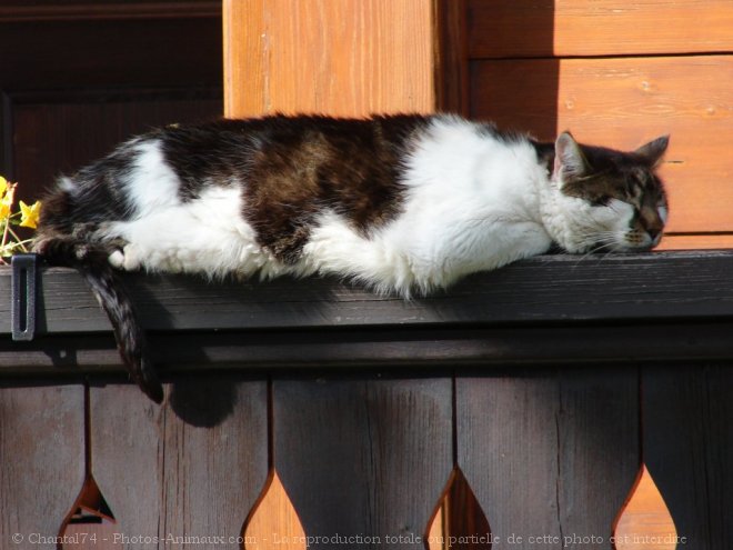 Photo de Chat domestique