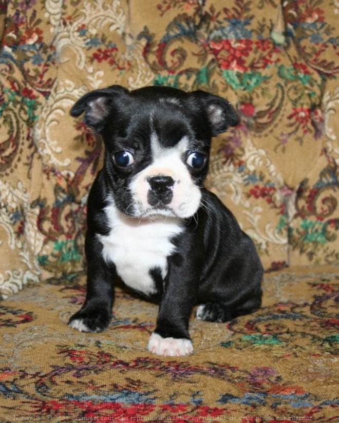 Photo de Boston terrier