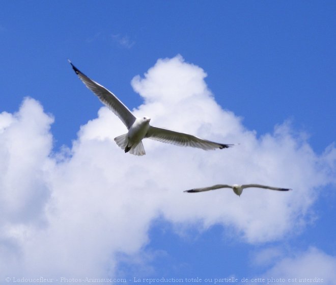 Photo de Mouette