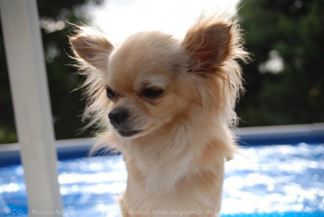 Photo de Chihuahua  poil long