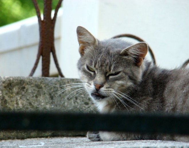 Photo de Chat domestique