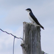 Photo de Hirondelle