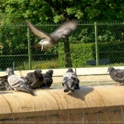 Photo de Pigeon