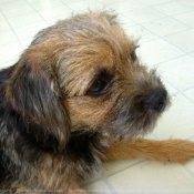 Photo de Border terrier