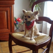 Photo de Chihuahua  poil long