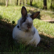 Photo de Lapin