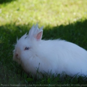 Photo de Lapin