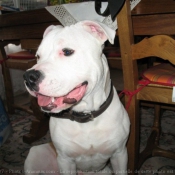 Photo d'American staffordshire terrier