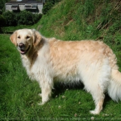 Photo de Golden retriever