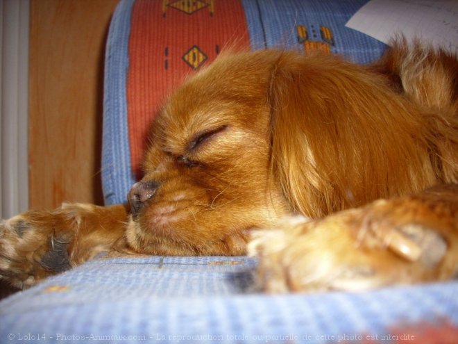 Photo de Cavalier king charles spaniel