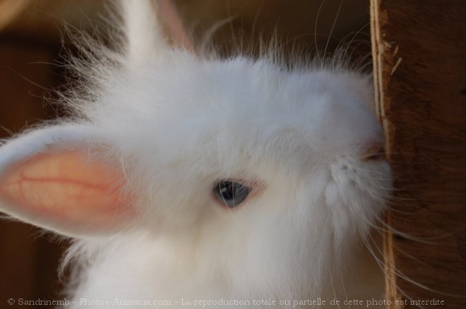 Photo de Lapin