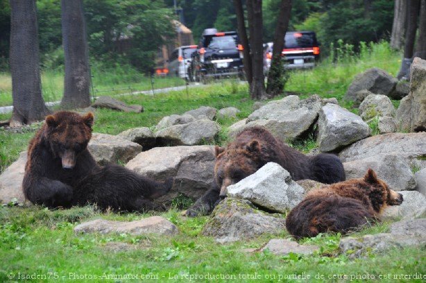 Photo d'Ours