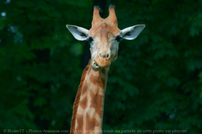 Photo de Girafe