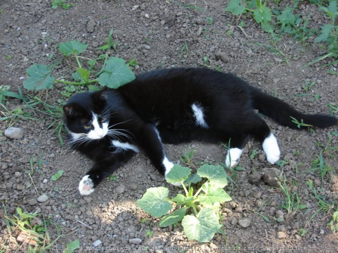 Photo de Chat domestique