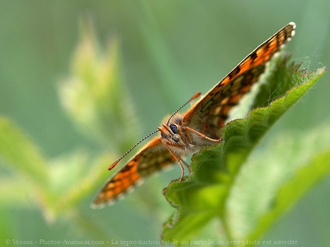 Photo de Papillon