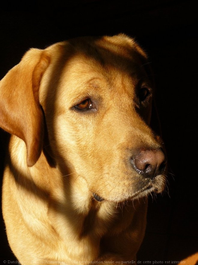 Photo de Labrador retriever