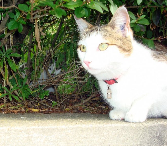 Photo de Chat domestique