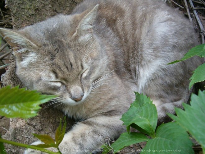 Photo de Chat domestique