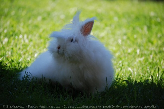 Photo de Lapin