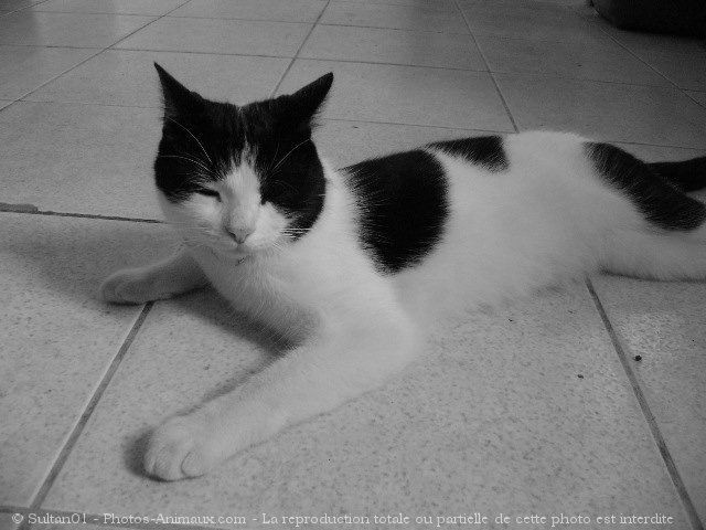 Photo de Chat domestique