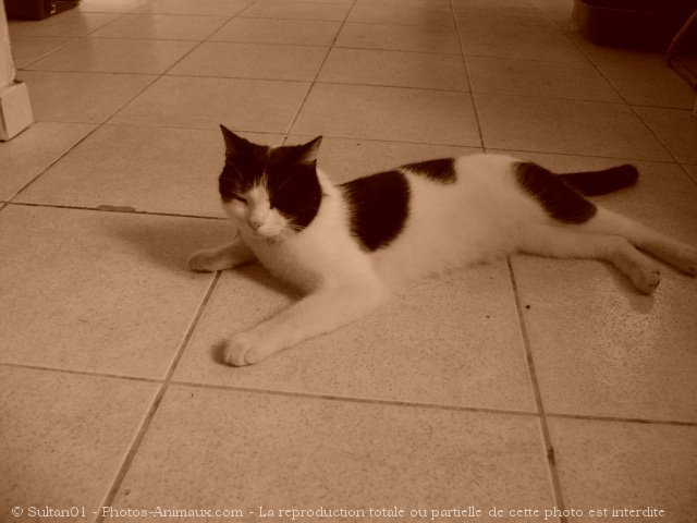 Photo de Chat domestique