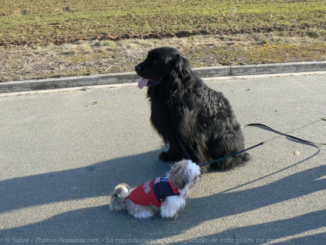 Photo de Races diffrentes