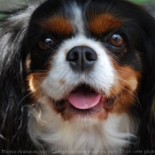 Photo de Cavalier king charles spaniel