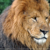 Photo de Lion